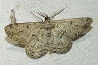Hypomecis roboraria