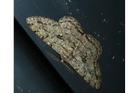Hypomecis roboraria