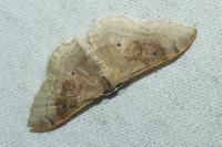 Idaea degeneraria