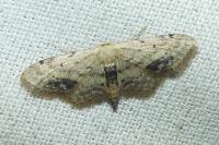 Idaea dimidiata