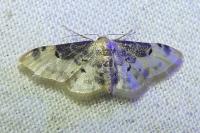 Idaea filicata