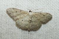 Idaea seriata