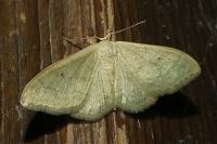 Idaea straminata