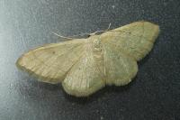 Idaea straminata