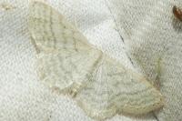 Idaea subsericeata