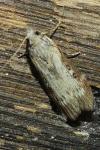 Lamoria anella