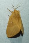 Lasiocampa quercus