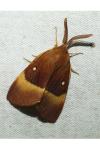 Lasiocampa quercus