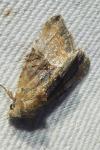Mesoligia furuncula