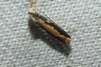 Monopis crocicapitella/obviella