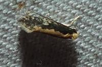 Monopis crocicapitella/obviella