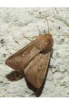 Mythimna albipuncta