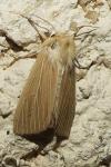 Mythimna pallens