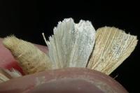 Mythimna pallens