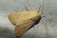 Mythimna vitellina