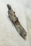 Nephopterix angustella