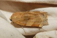 Noctua fimbriata