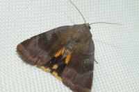 Noctua janthe/janthina