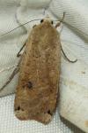 Noctua pronuba