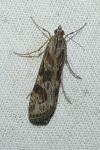 Nomophila noctuella