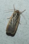 Ochropleura leucogaster