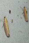 Oncocera semirubella