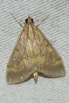 Ostrinia nubilalis/scapulalis