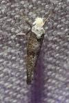 Paraswammerdamia nebulella