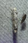 Paraswammerdamia nebulella