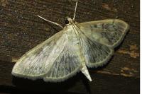 Patania ruralis