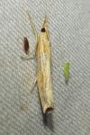 Pediasia contaminella