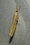 Pediasia contaminella