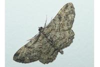 Peribatodes rhomboidaria