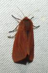 Phragmatobia fuliginosa