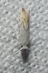 Phyllonorycter harrisella