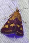 Pyrausta purpuralis