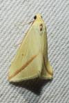 Rhodometra sacraria