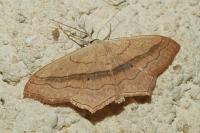 Scopula imitaria