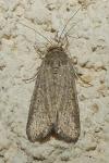 Spodoptera exigua