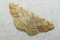 Stegania trimaculata