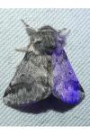 Thaumetopoea processionea