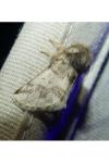 Thaumetopoea processionea