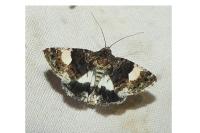 Tyta luctuosa