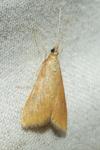Udea ferrugalis