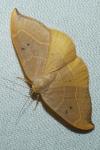 Watsonalla binaria