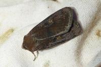 Xestia xanthographa