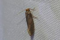 Cephimallota crassiflavella