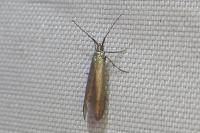 Coleophora alcyonipennella