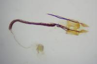 Coleophora alcyonipennella