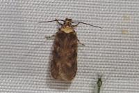 Depressaria marcella